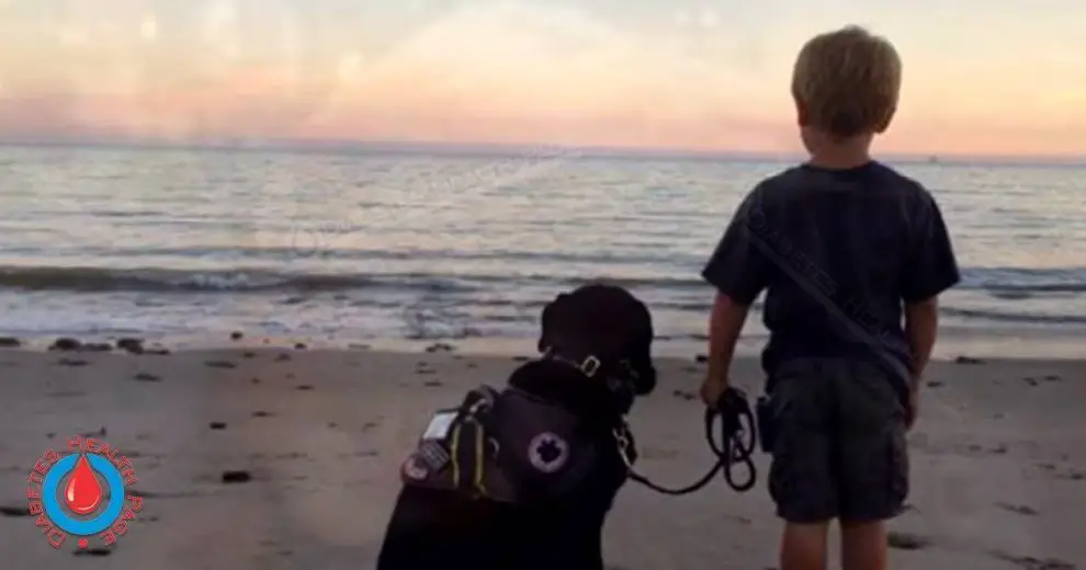 Dogs Sniffs Out Diabetes Threat And Saves a Boy’s Life