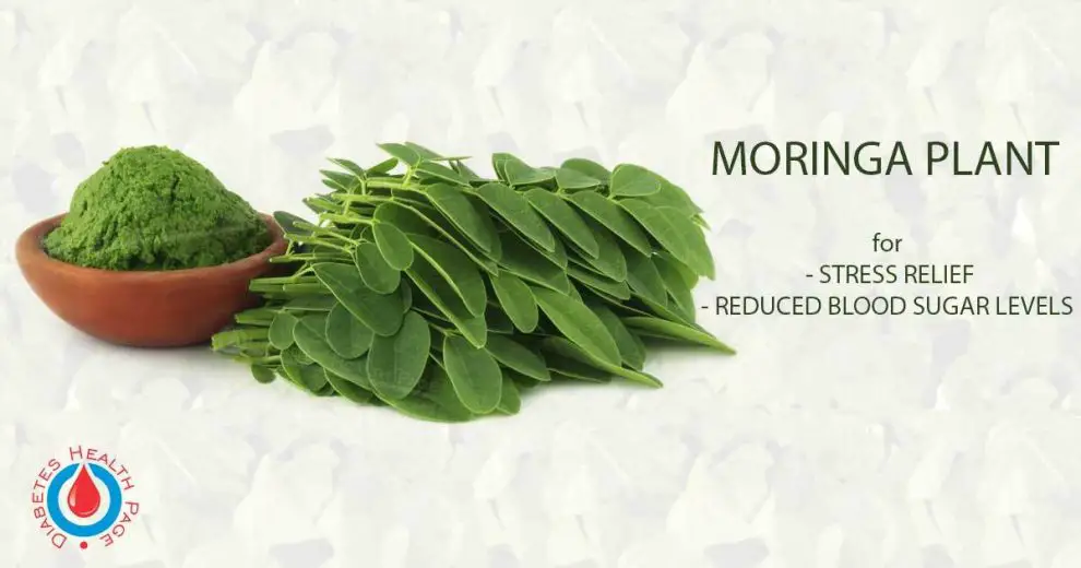 Moringa – The Herb That Can Help Reduce Blood Sugar Levels