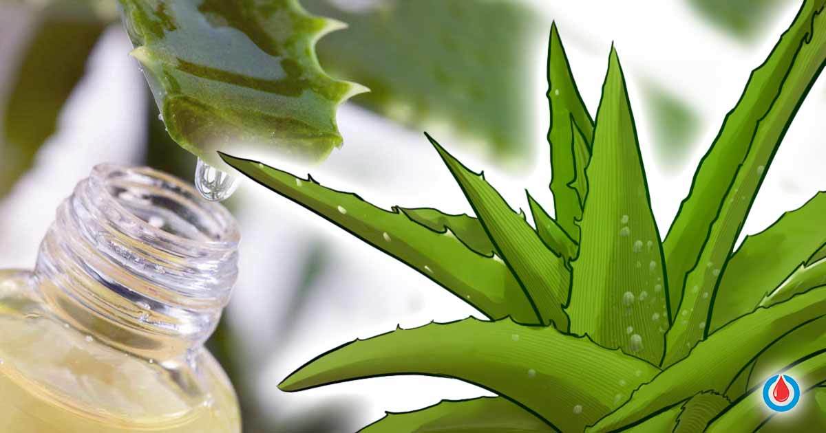 How to Use Aloe Vera to Regulate Blood Glucose Levels