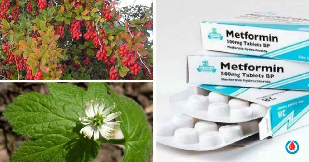Berberine Compared to Metformin in the Treatment of High Blood Glucose
