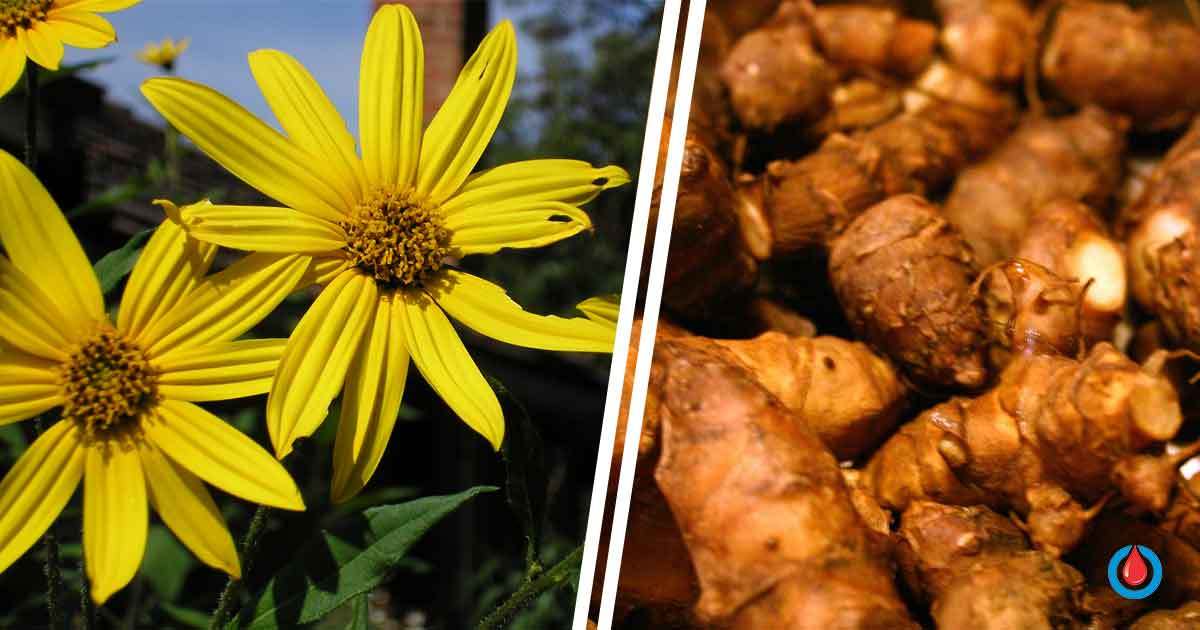 The Plant That Improves Digestion, Weight Loss, and Blood Sugar Levels