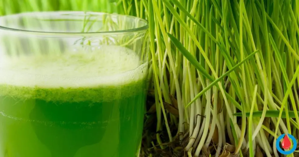 How to Make Wheatgrass Juice That Helps Lower Blood Sugar Levels