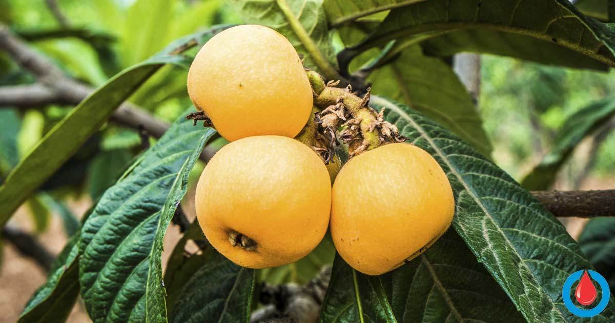 The Incredible Health Benefits of Loquat Leaf Tea - Diabetes Health Page