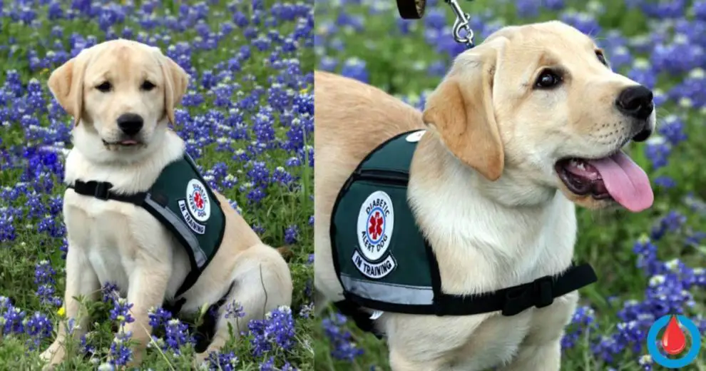 What Are Diabetic Alert Dogs and Can They Sniff Out Low Blood Sugar