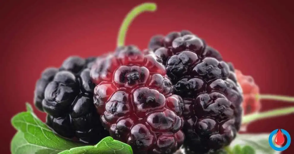 Could Mulberry Leaf Prevent Blood Sugar Spikes