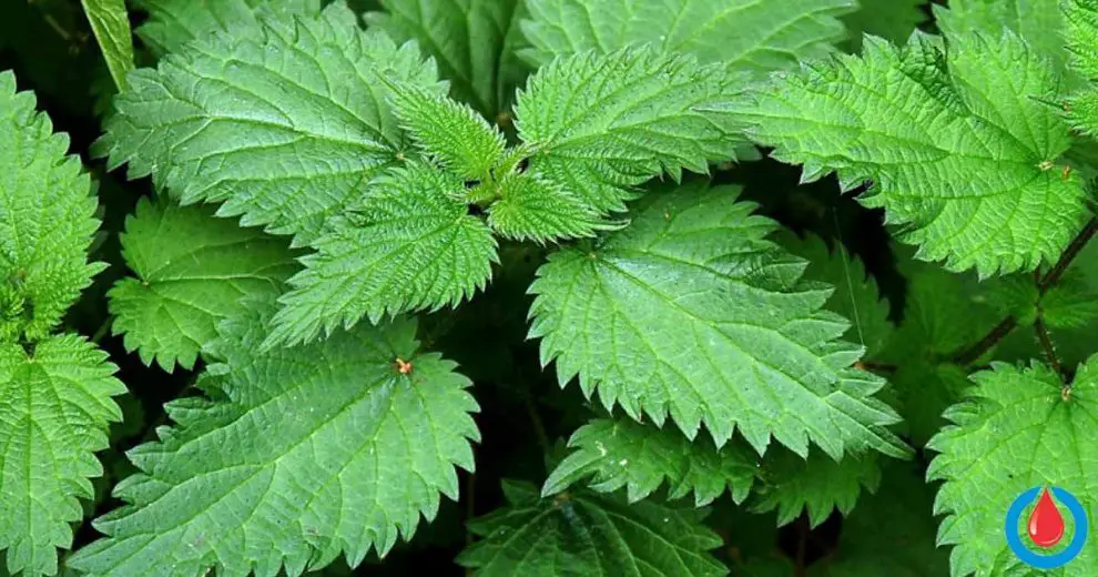 The Effects of Stinging Nettle on Blood Sugar Levels