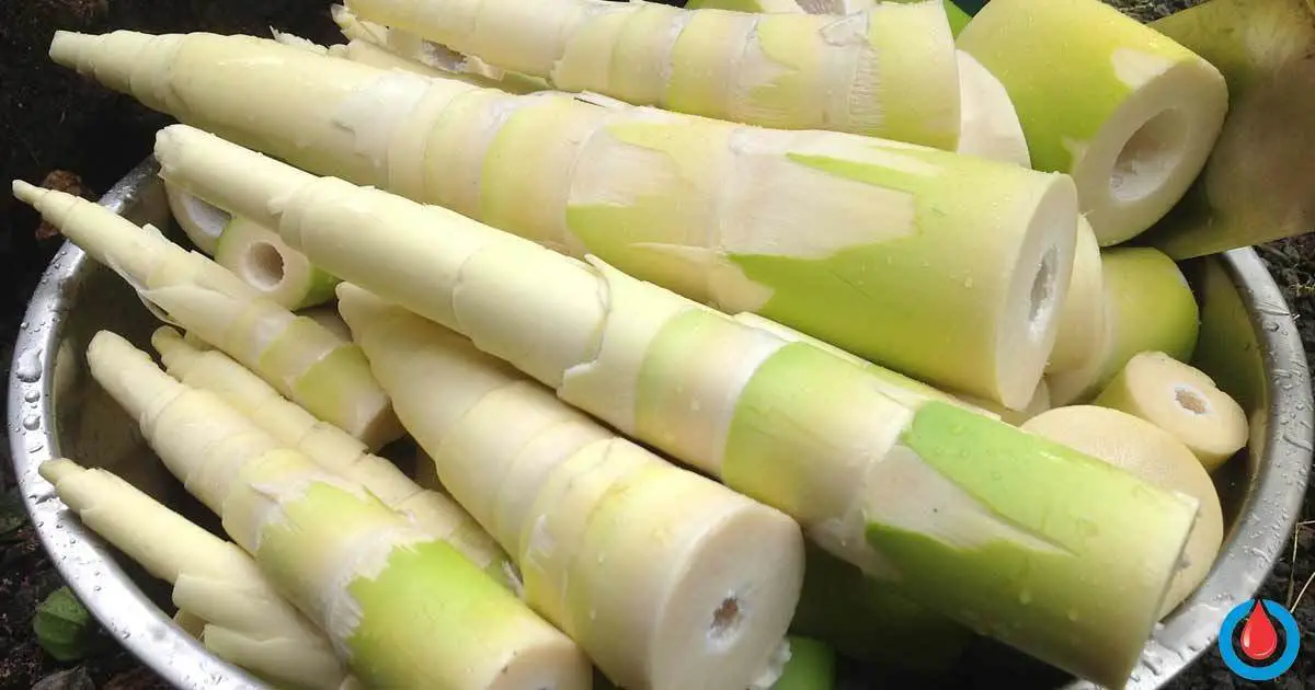 17 Marvelous Health Benefits of Bamboo Shoots You Must Know