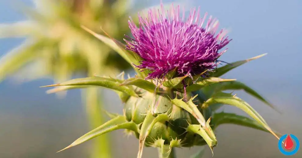 How Can Milk Thistle Help Control Blood Sugar Levels