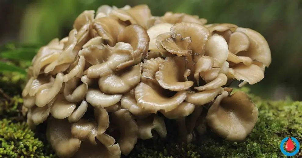 Maitake Mushrooms Can Help Treat Diabetes, Lower Cholesterol, and More