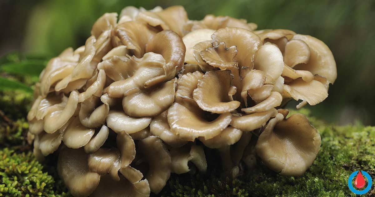 Maitake Mushrooms, Diabetes and Cholesterol Diabetes Health Page