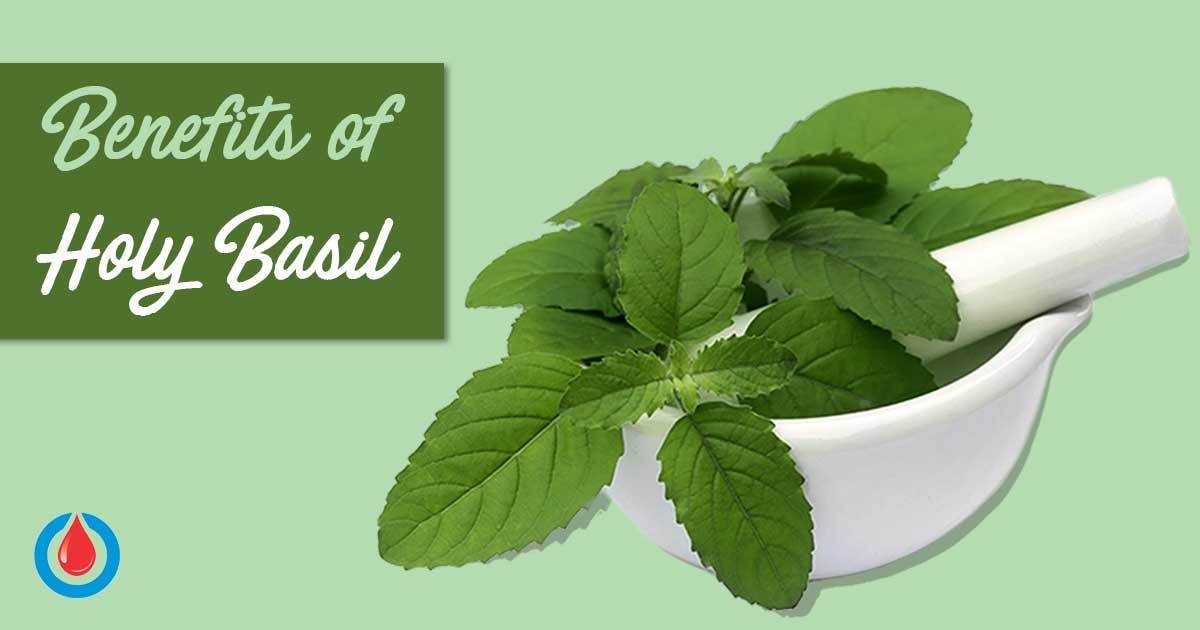 This Is Why You Need to Include Holy Basil in Your Diet