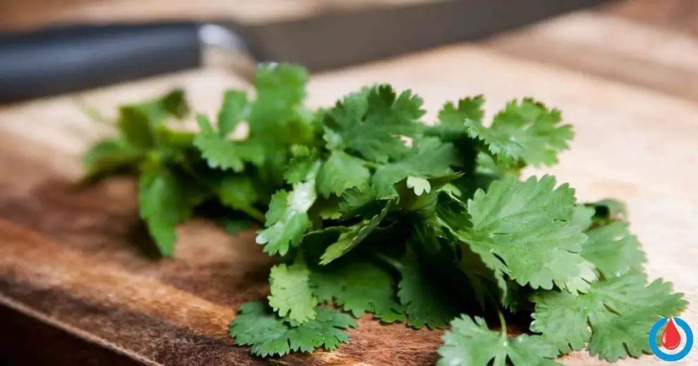 Use Cilantro to Improve Blood Sugar and Cholesterol Levels, and Detox from Heavy Metals