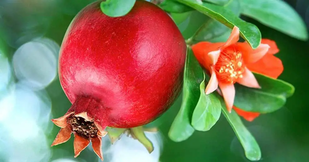 Can You Use Pomegranate Flowers to Balance Your Blood Sugar Levels