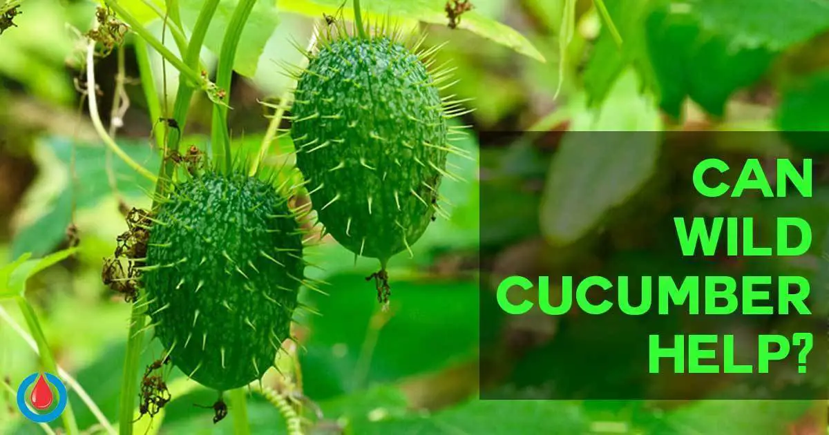 Why Are Wild Cucumbers Good for People with High Blood Glucose