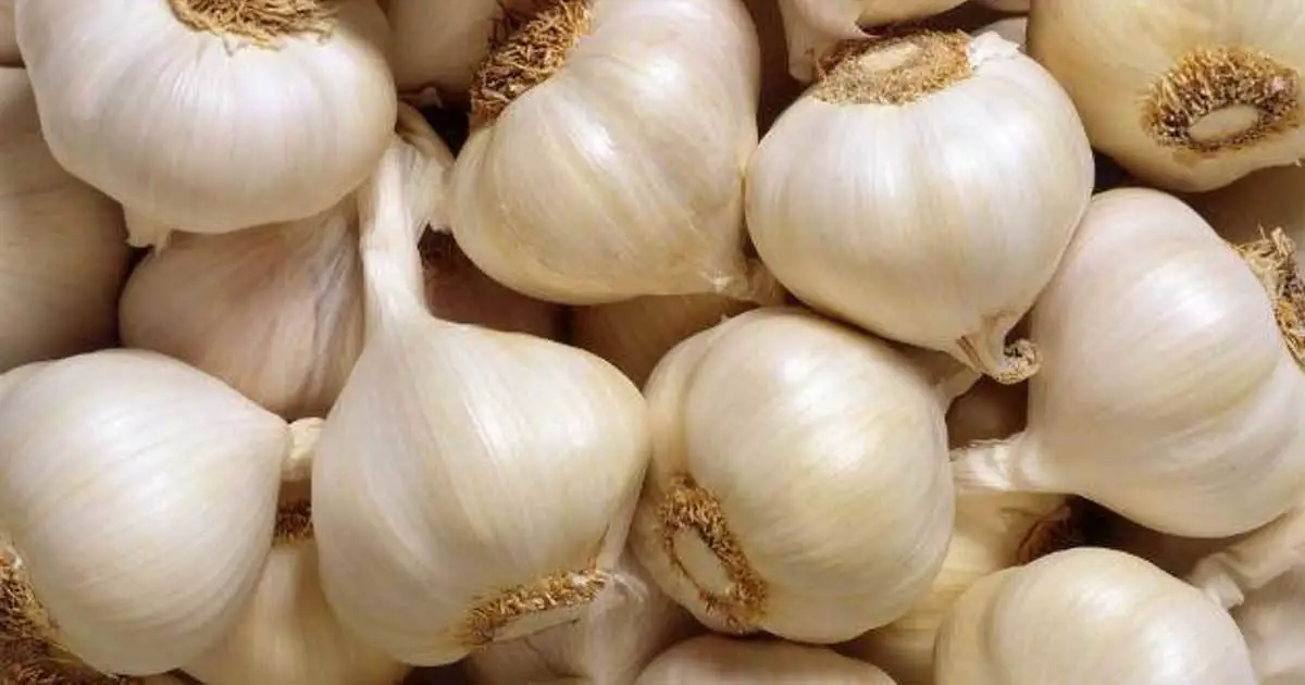 This Is Why You Should Eat Garlic More Often