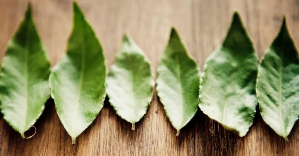 Can You Use Bay Leaves for Blood Sugar Control