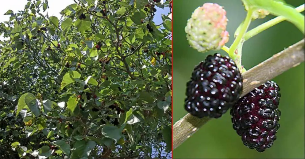 People with High Blood Sugar Or Diabetes Need To Know About This Little Black Berry