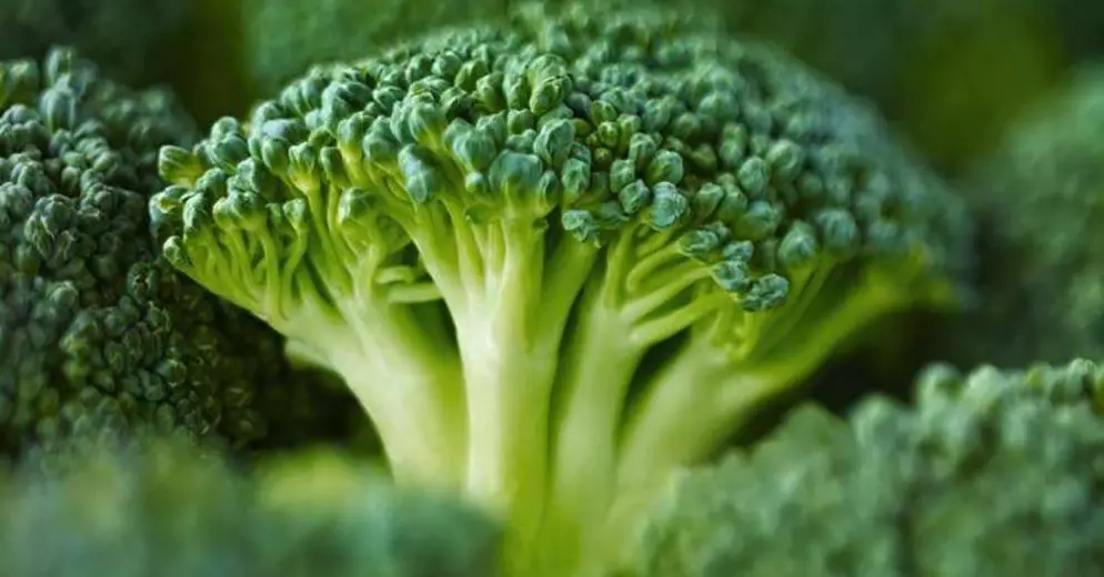 5 Kilograms of Broccoli in a Pill Slashes Diabetics’ Blood Sugar